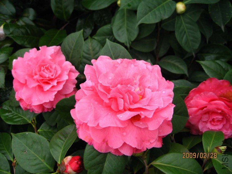 ���˽� 09-2-28 (2).jpg