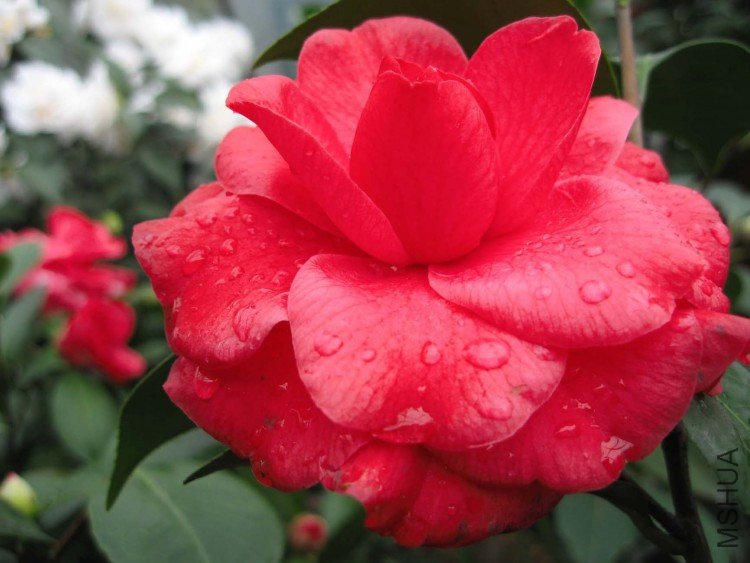 �ڸǲ� 09-2-28.jpg