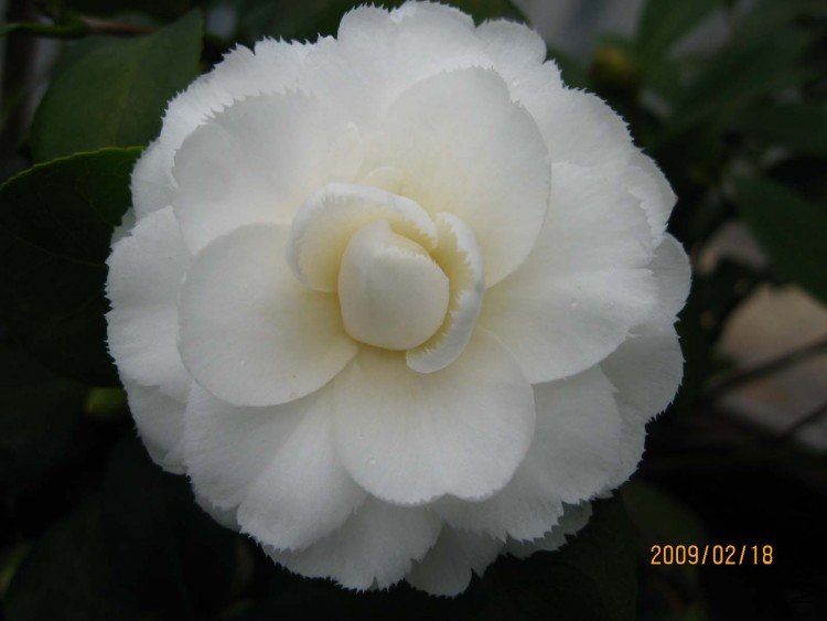 ���Ű׳��� (2).jpg