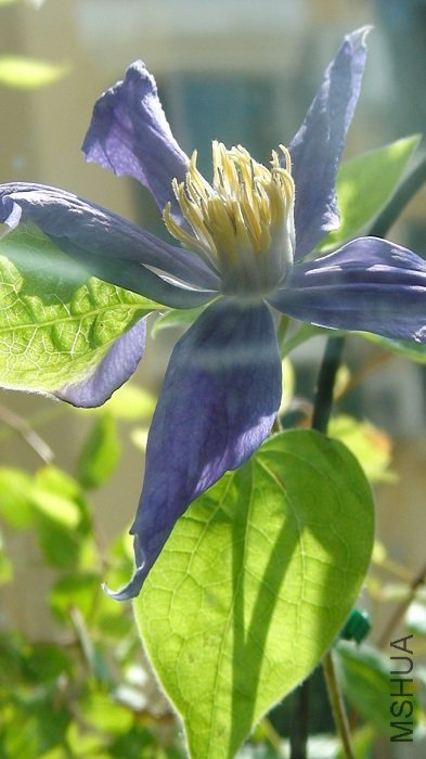 ��������! ��Ҷ�·��ı�Ե��! �ǻ�����?