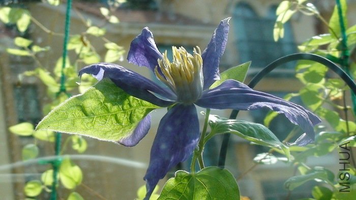 �ٺ������! �������! �����Ƭ��Ҷ�����ǻ���Ļ�, ��ô���Ͳ���5�껨, ����6�����!