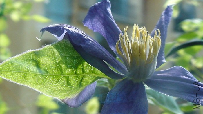 ��Ƭ��Ҷ�е�ְ�! ��Ե���˻���ɫ�ı�, �о�Ҳ��һƬ����Ļ�����!