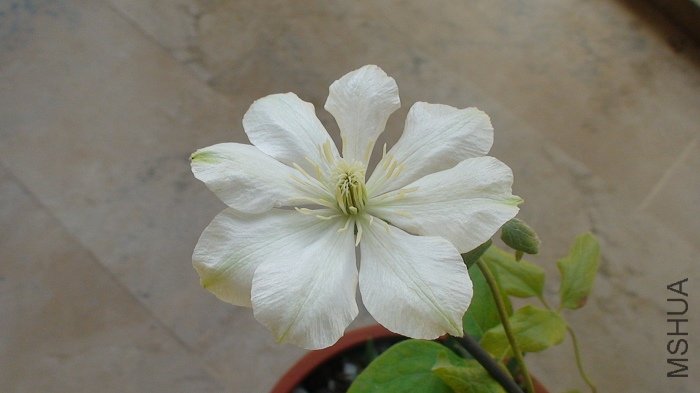 7-17��, ������Ļ��곹�״�, ����Сȴ�ܾ���!