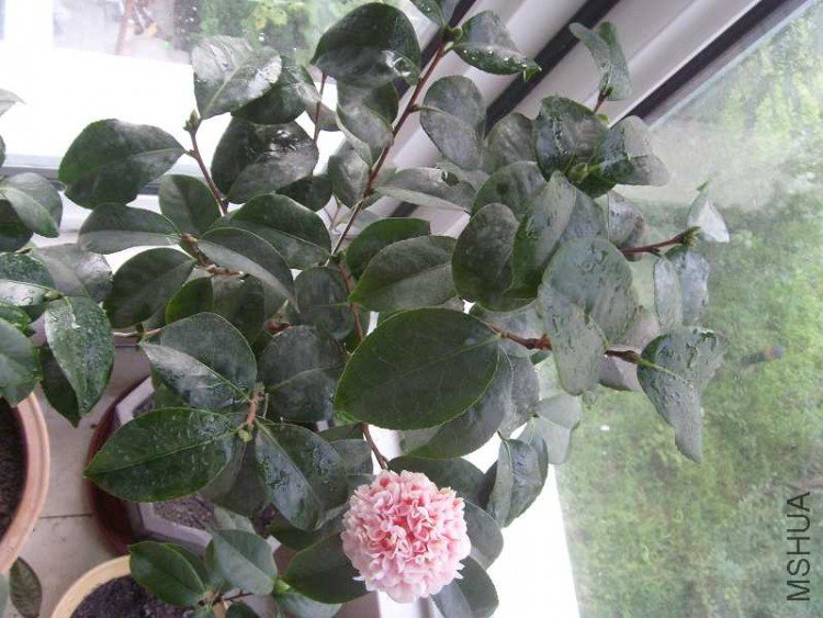 S73R0012.JPG