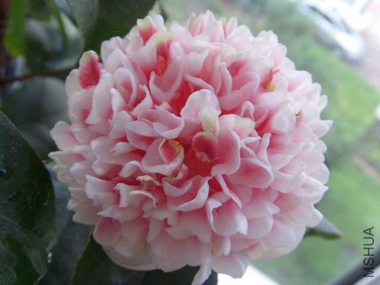 S73R0010.JPG