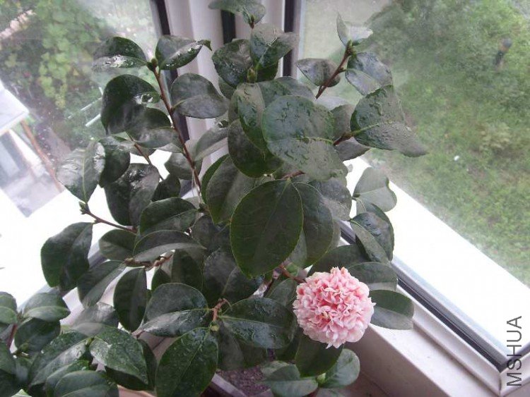 S73R0003.JPG