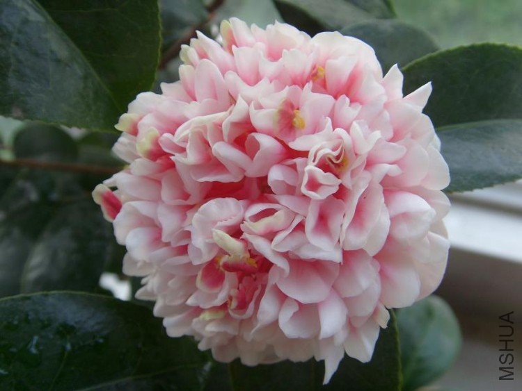 S73R0005.JPG