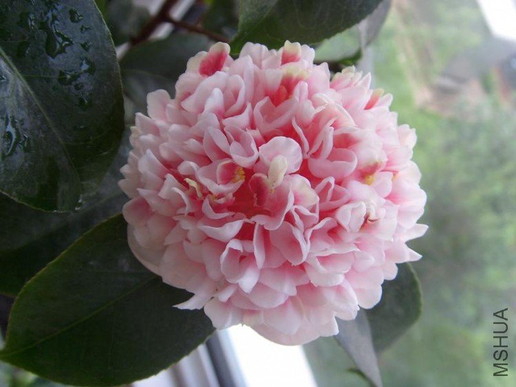 S73R0004.JPG