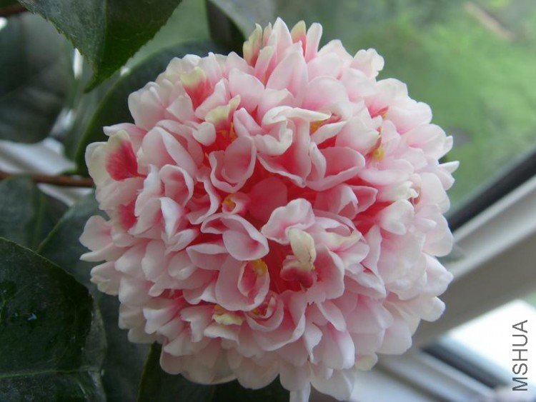 S73R0006.JPG