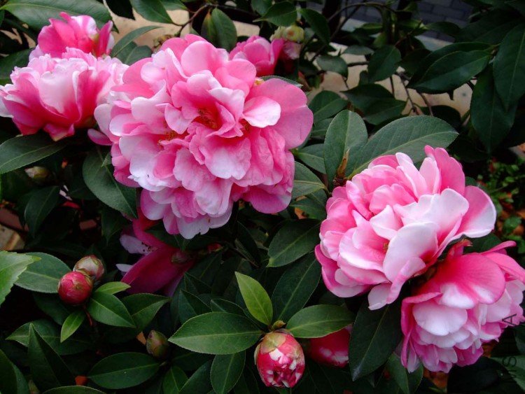 ���� 09-3-31 (6).jpg