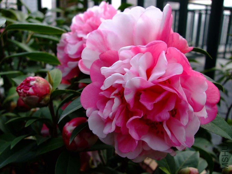 ���� 09-3-31 (3).jpg