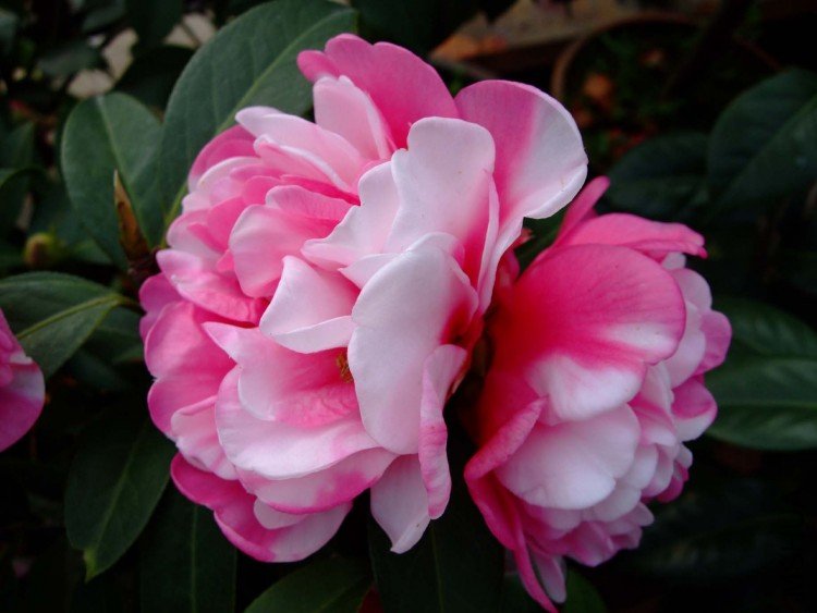 ���� 09-3-31 (4).jpg