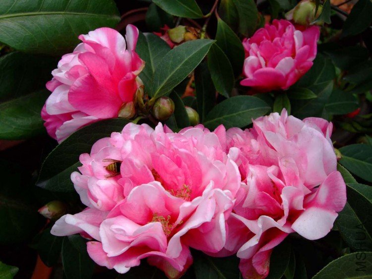 ���� 09-3-31 (5).jpg