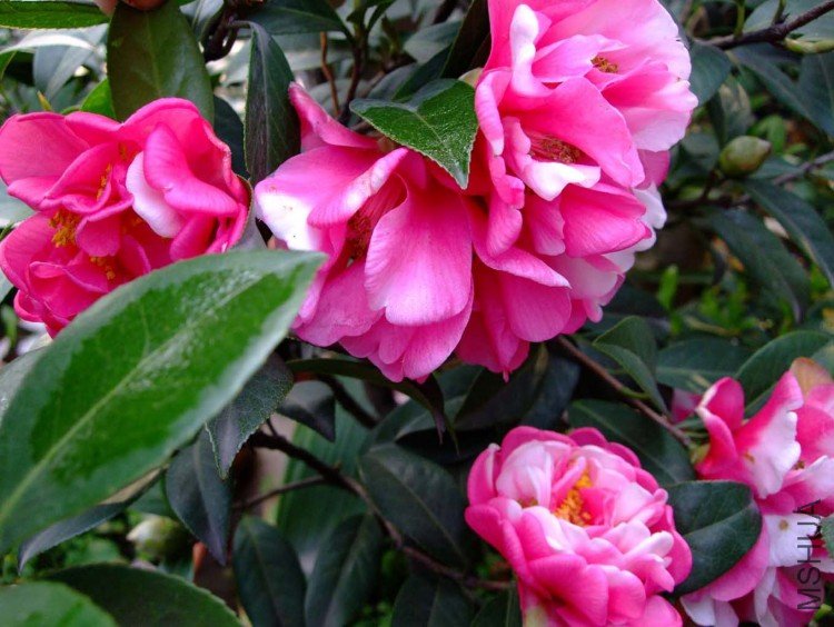 ���� 09-3-31 (2).jpg