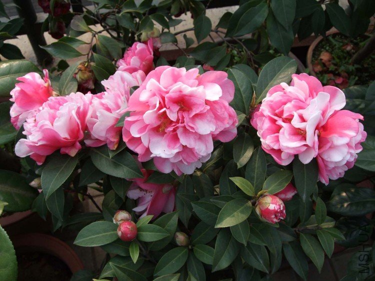 ���� 09-3-31 (1).jpg