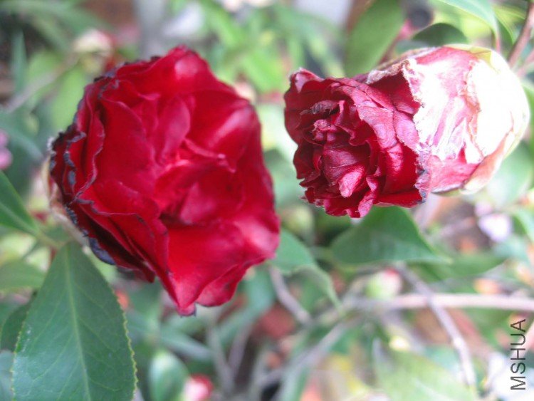 ħ�� 09-3-31 (2).jpg