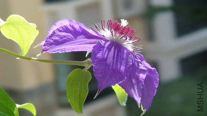 7-16��, ��̵���֦������! ��һ��Ļ����Ƿ����ŵ�, ���ÿ�, û��. ���ǵڶ����!