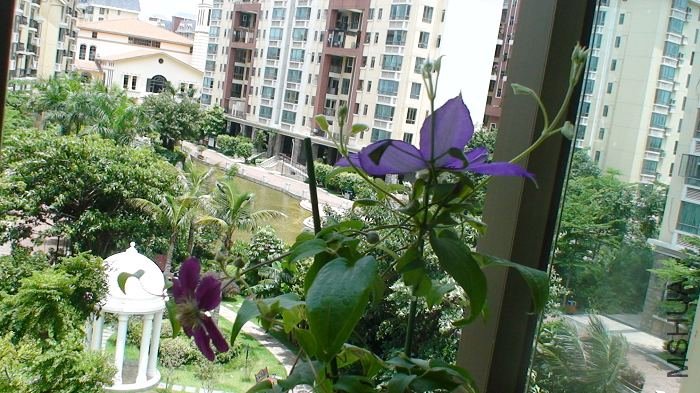 6-29��, ����ûл��, ��֦�����Ѿ���ô����! ��������֦, ���������һ����Щ��, �����ڻ�����������̵��� ...