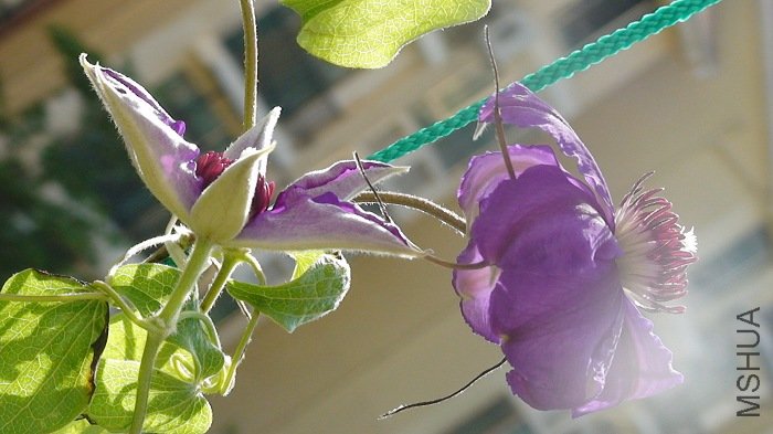 ����дһ�����䶥��, ����������������, �ǲ��Ǻܲ�һ����?