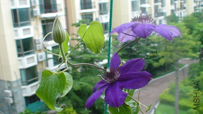 7-18��, �ٿ����������仨, ��ػ����Ѿ�����չ����, ������! ���һ���һ�������Ѿ���������ɫ��, �������� ...