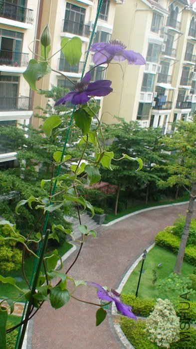 ���Ǽ��仨��ȫ����! �ڴ����Ķ�ͬʱ��������!