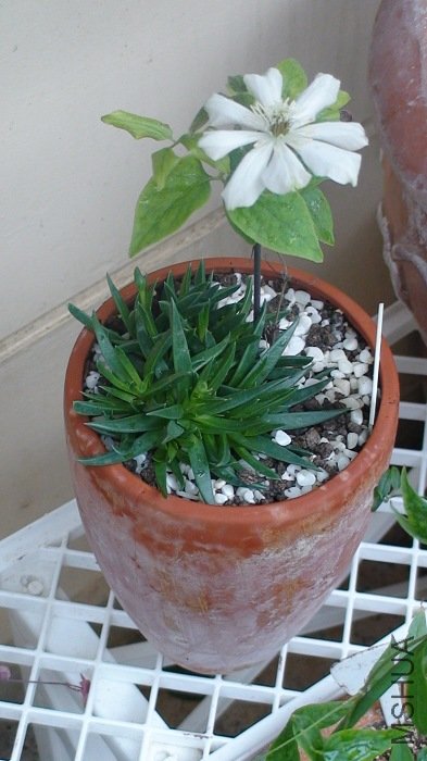 7-18��, ���Ѿ��ǿ���������ĸ������, �����Ѿ���ʼ�е�ɢ!