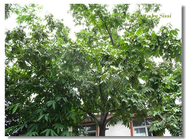 ��ʶ����ʲô�����Ǻ�����Ŷ����Ҳ�ǵ�һ�μ������ʺ��ҵ������أ�(*^__^*) ��������