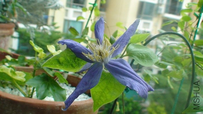 ���������, ����ûǰ���쾫����! ����, �����µĻ����е�һ��...�ƺ���ɫ��!