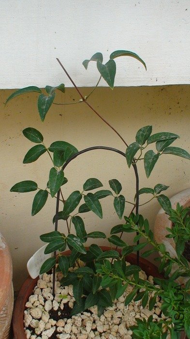 3-23��, ά�������������3�����µ�ʱ��! һֱ�ͳ�! 6����ʩ�˹Ƿۺ�����Щ������Ҷ�Ӷ�û��!