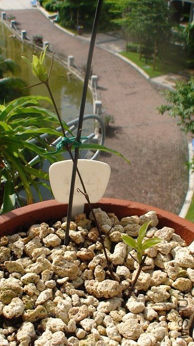 7-6��, �ֹ������������.