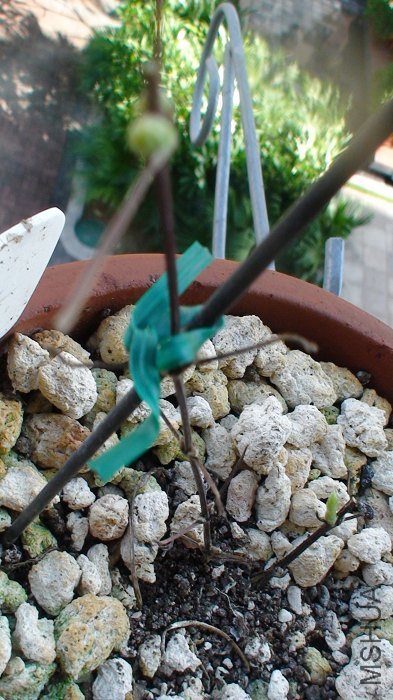 7-1��, ����������! ��ҶҲȫ������! �������õ���____��ѿ��!