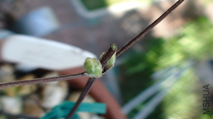 ��һ֦�ϳ�, Ҳ��������ѿ!