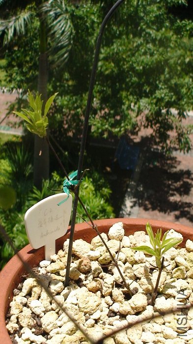 7-7��, �ֹ���һ��, ȫ����.