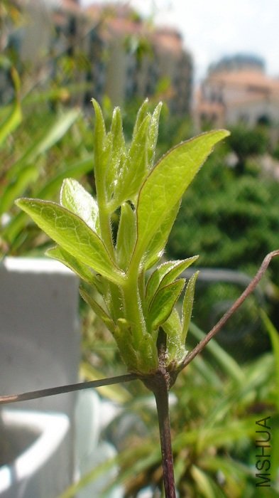 ��֦��ѿ�Ѿ�չ����Ҷ��, ��׳�ĳ̶ȿ��������ҿ��İ�!