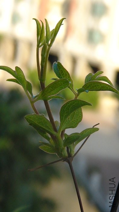 ��֦��дһ��! ������! ��ʱ���ý�׳����֦�ȿ�������!