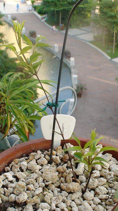 7-9�յ�ȫ����, �Ѿ������֦����! ���µľ���ֻ����Ҷ����ѿ, ֻҪ����ѿ, �Ͳ��õ����ͳ���!