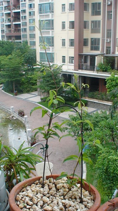 7-18��, ֦����ø�����, �����û�֧����! ���֧���Ѿ����˰������, �Ǹû���!