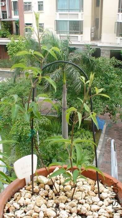 7-14��, �ֹ�������, ��֦�Ѿ��ܳ���! ����û�̵�ʱ��ÿ���!