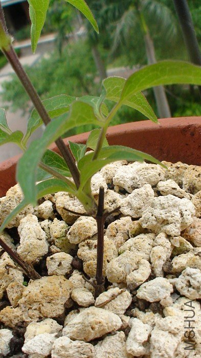 ������֦����֦�ĶԱ�, ��֦���Ա���֦Ҫ��׳�öడ!