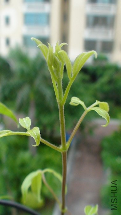 ��֦���˺��ǽ���������! ���Щ��ʾ�����Ĳ�λ��!