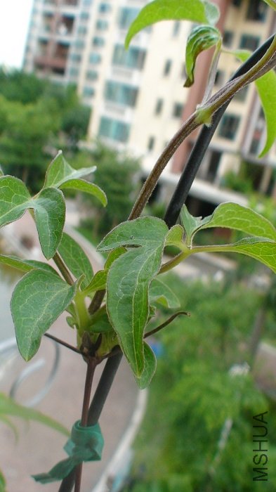 �ٿ���֦����֦�ĶԱ�, ���Ÿ�����, ������֦��ϸ, ��֦��Ҫ����֦��׳!