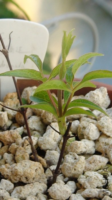 �ײ��Ķ�֦Ҳ��дһ��!