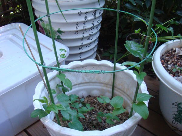 ��������ȫò