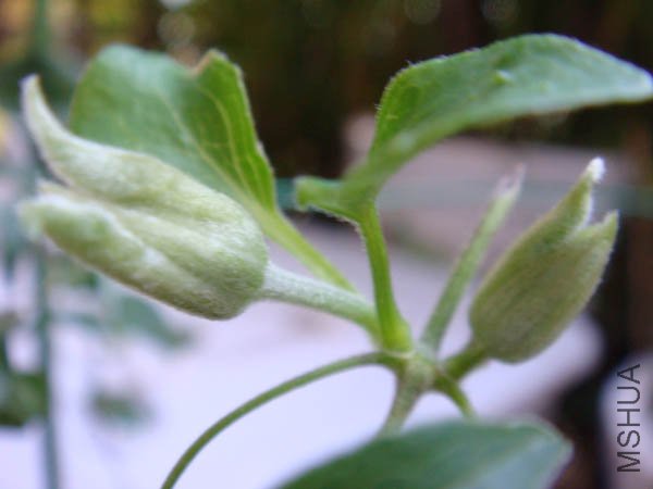 �ܶ����Ļ���