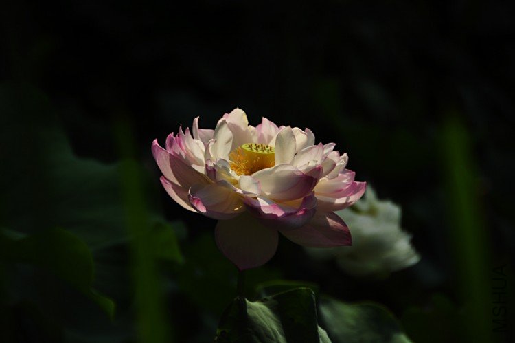 _DSC0034-.jpg