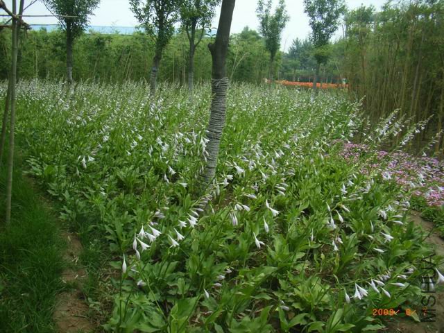 ������С yy0610-17.JPG