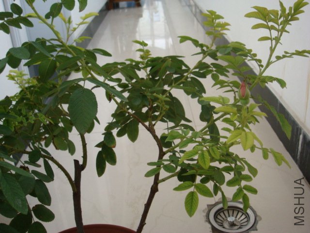 DSC00535.JPG