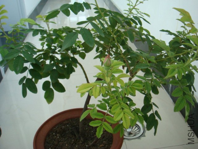DSC00534.JPG