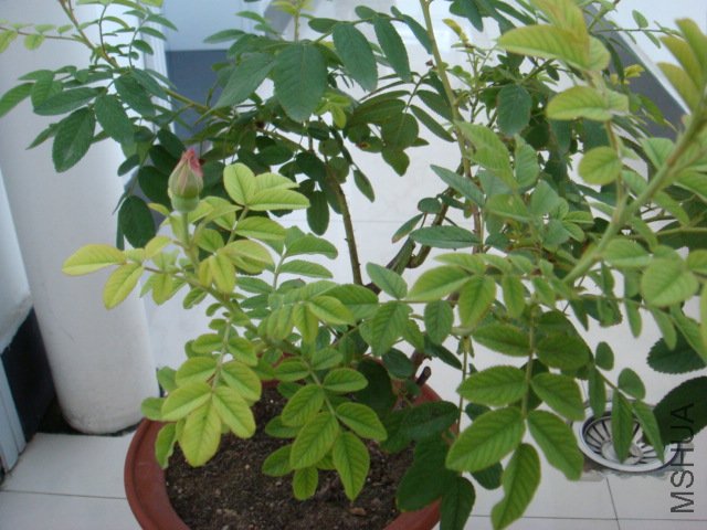 DSC00536.JPG