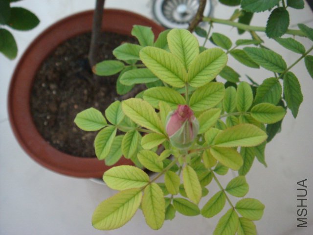 DSC00533.JPG